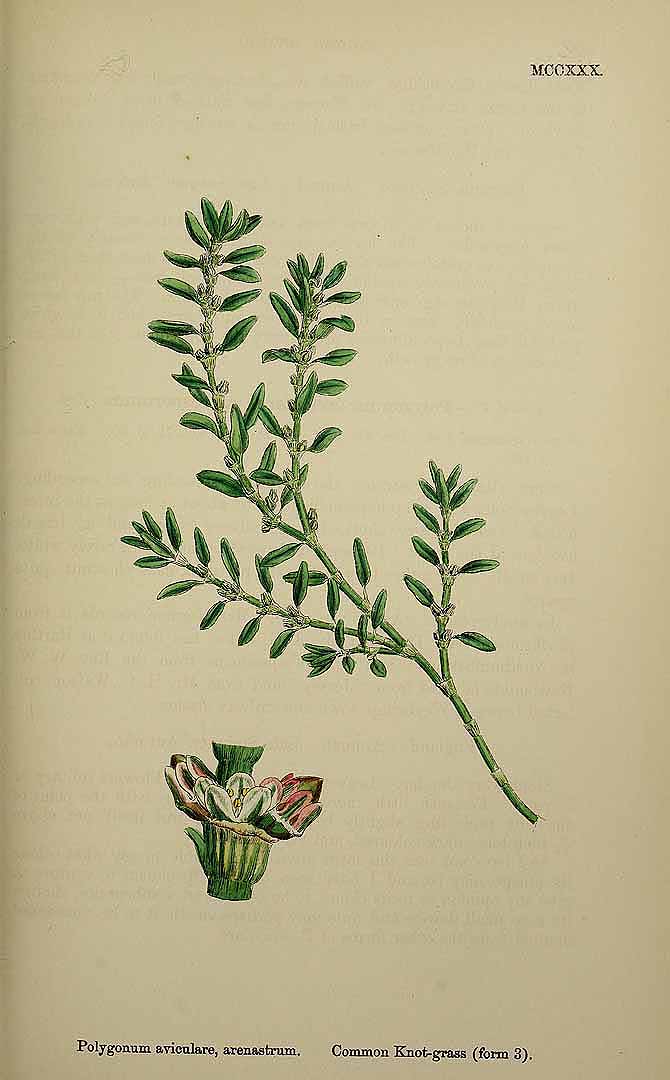 no HD illustration available (3)