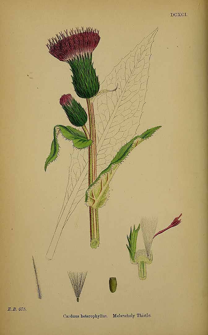 no HD illustration available (3)