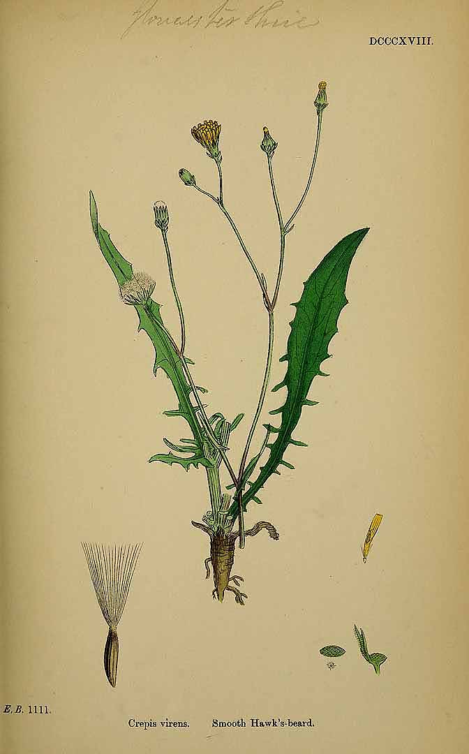 no HD illustration available (3)