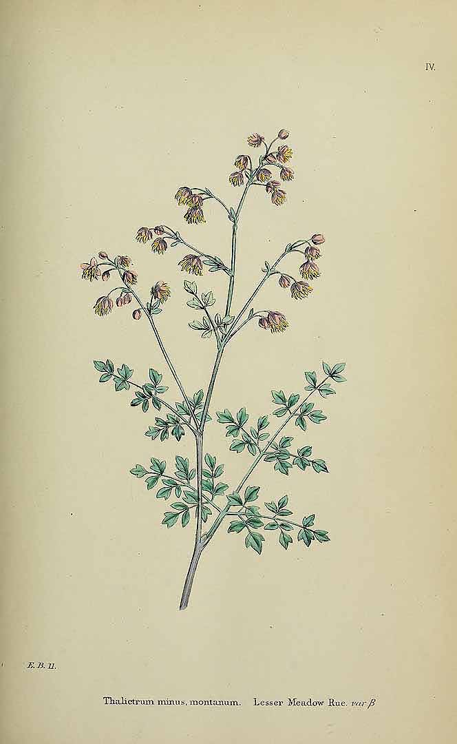 no HD illustration available (3)