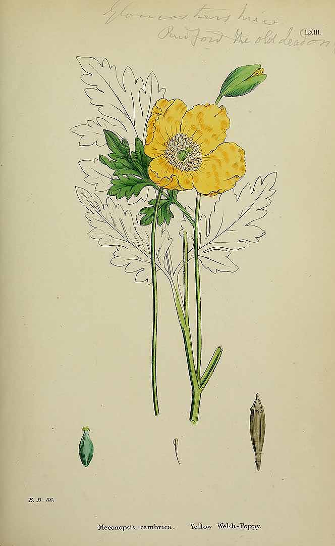 no HD illustration available (3)