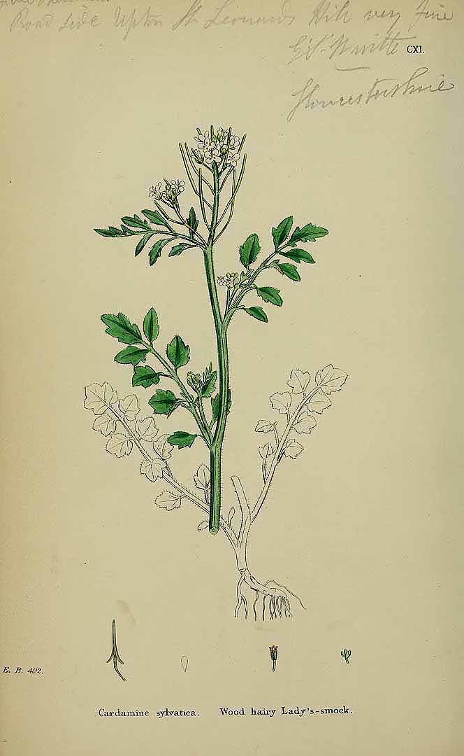 no HD illustration available (3)