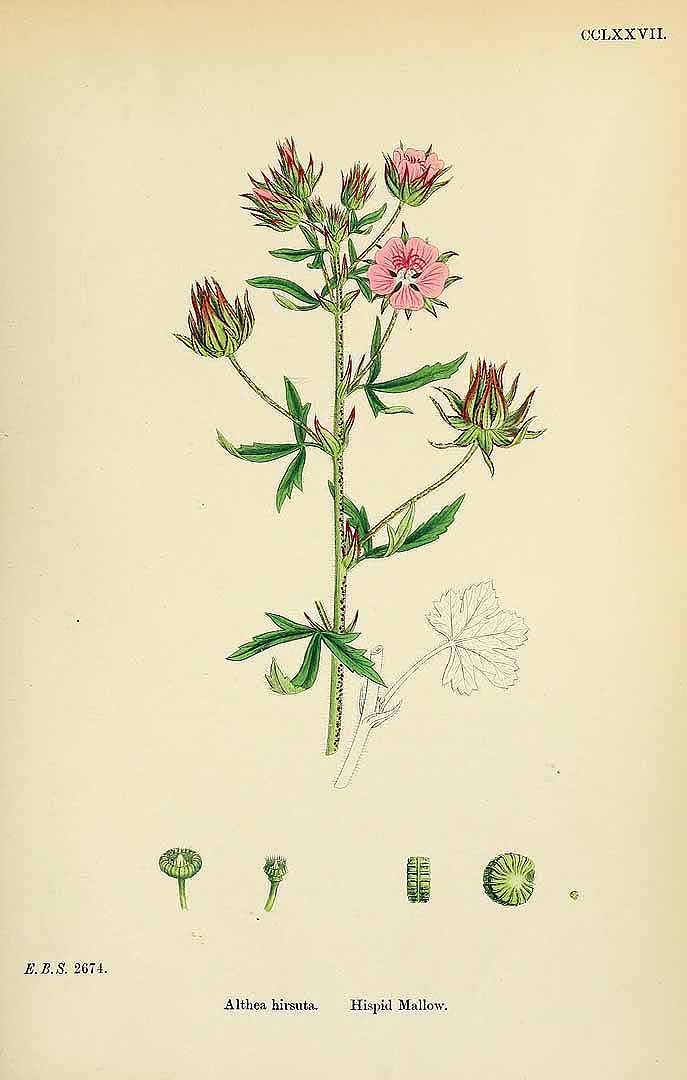 no HD illustration available (3)