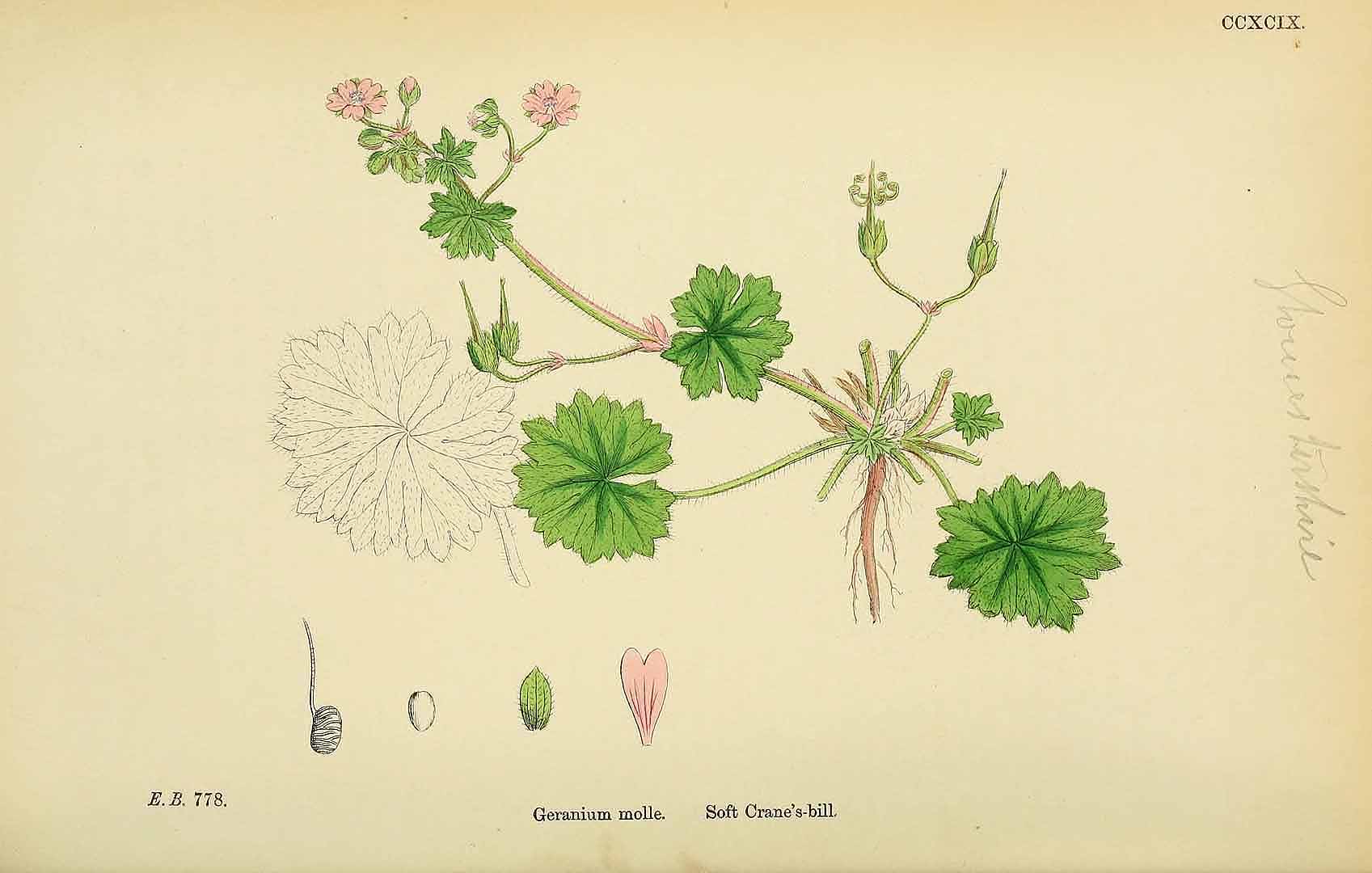 no HD illustration available (3)