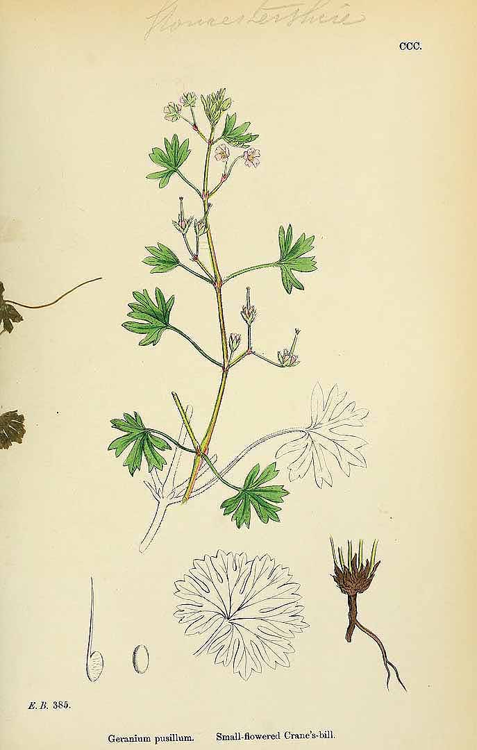 no HD illustration available (3)