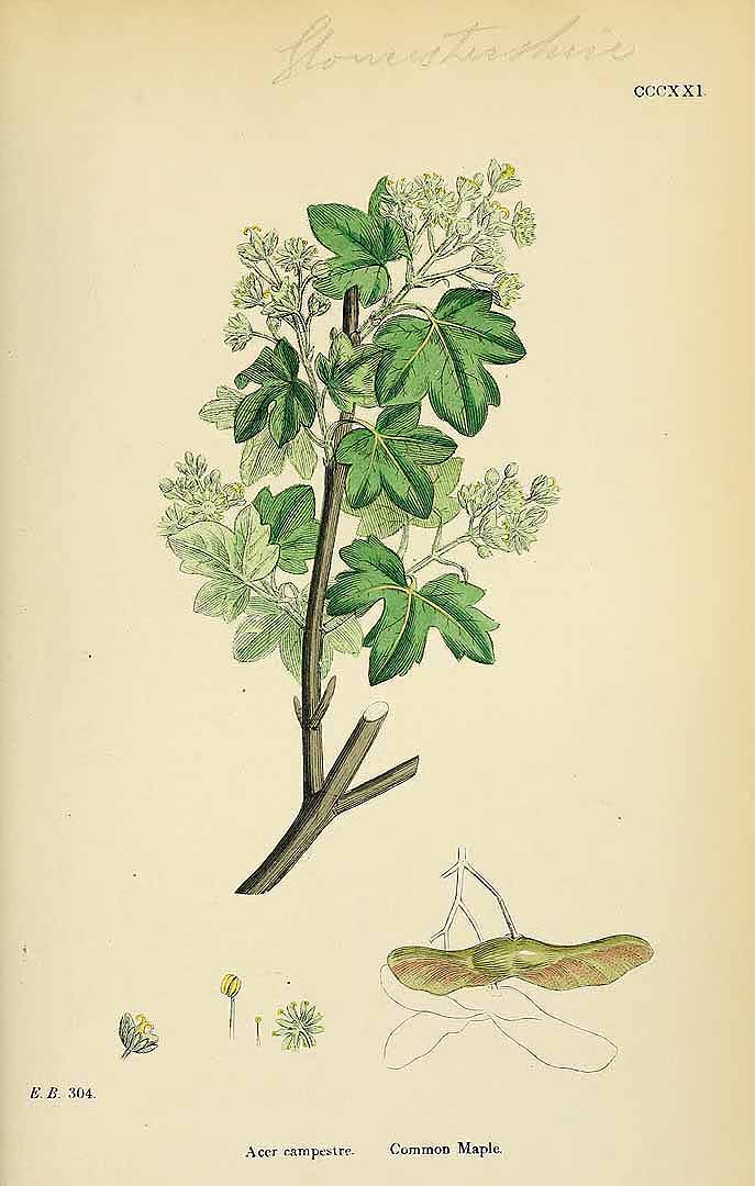 no HD illustration available (3)