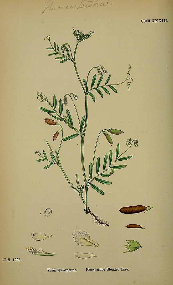 no HD illustration available (3)