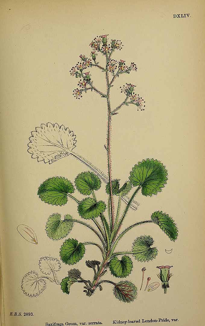 no HD illustration available (3)