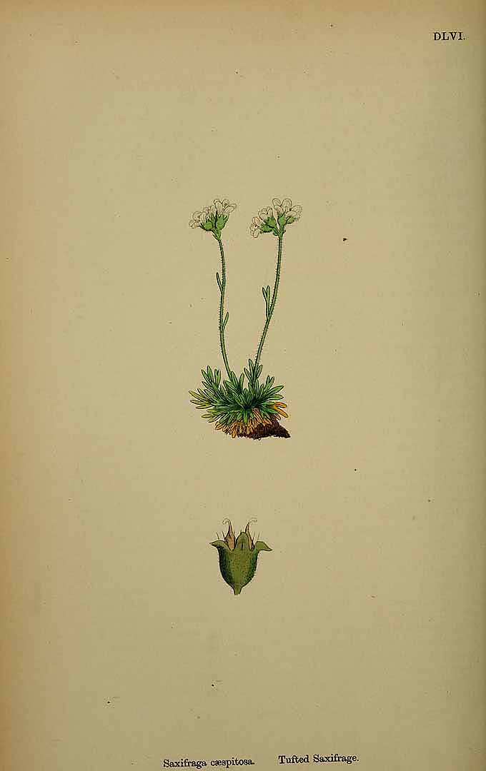 no HD illustration available (3)