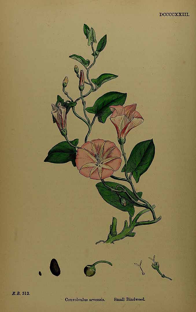 no HD illustration available (3)