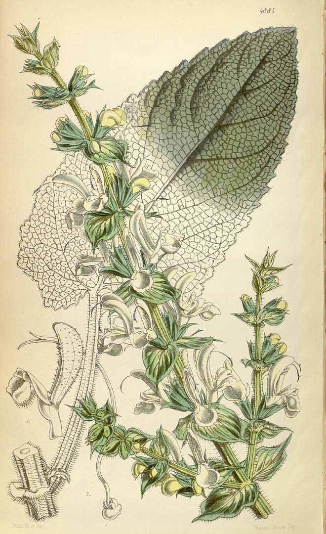 no HD illustration available (3)