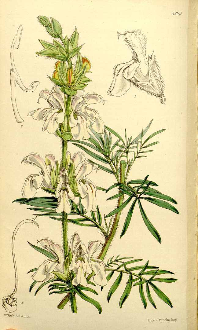 no HD illustration available (3)