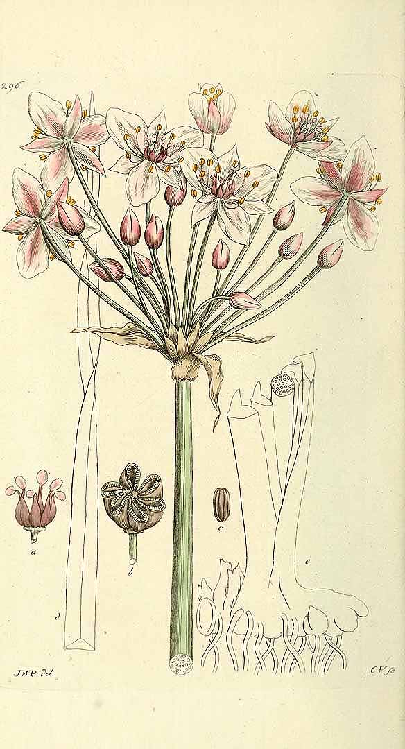 no HD illustration available (3)