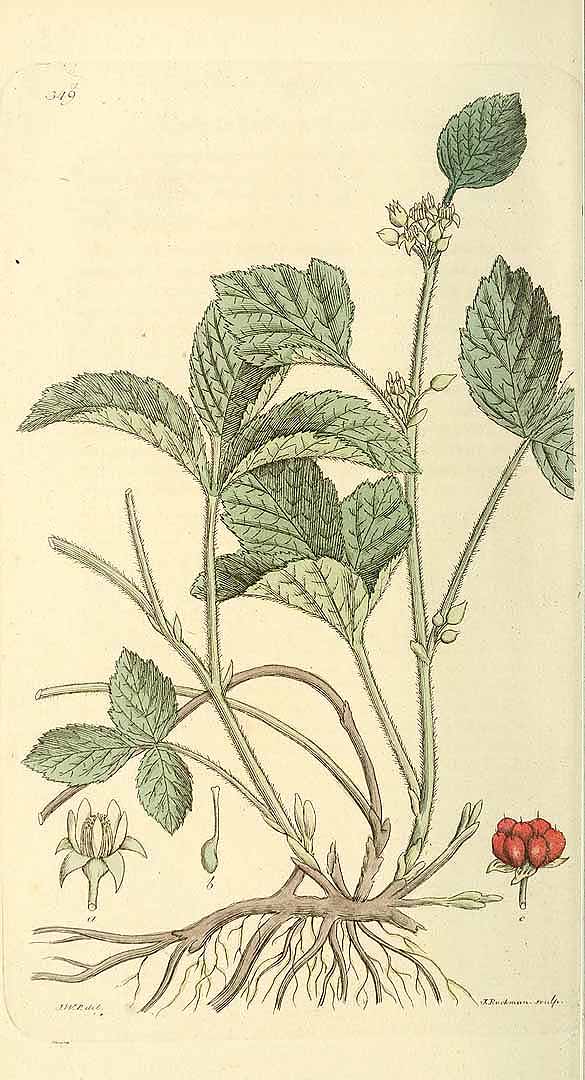 no HD illustration available (3)