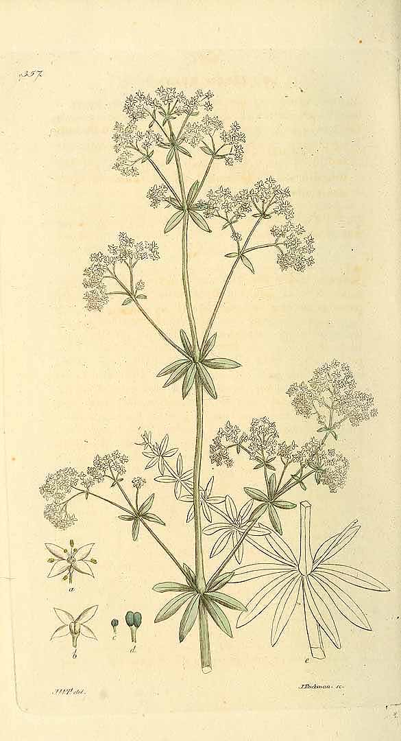 no HD illustration available (3)