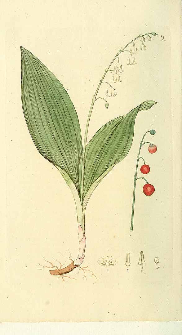 no HD illustration available (3)