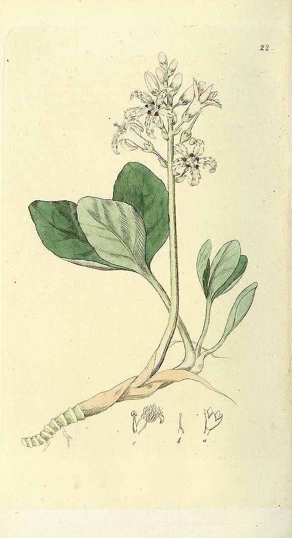 no HD illustration available (3)