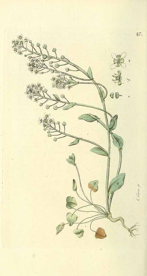 no HD illustration available (3)