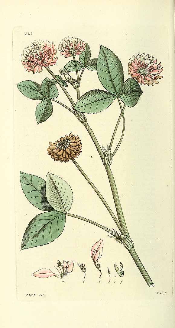 no HD illustration available (3)