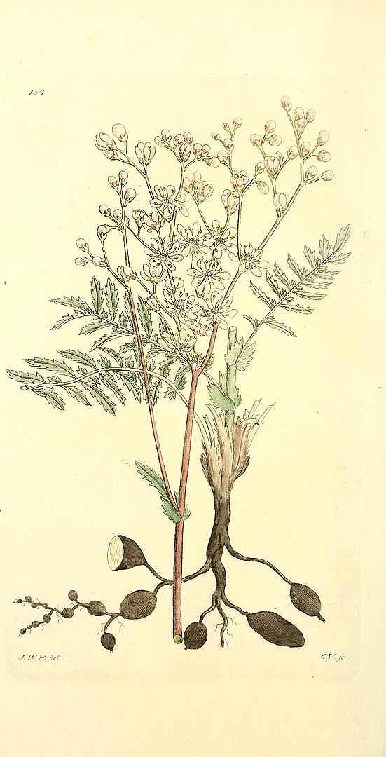 no HD illustration available (3)