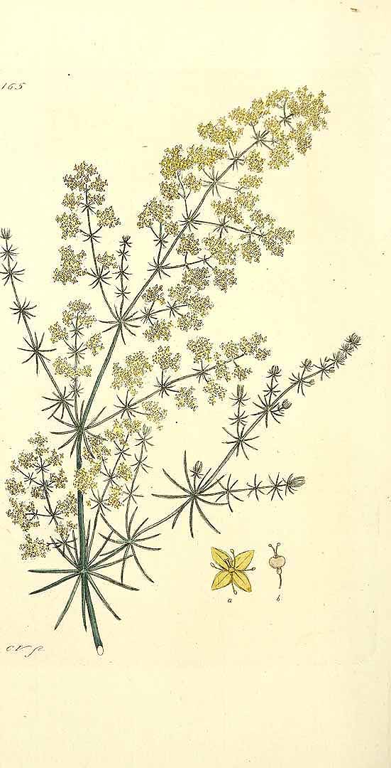 no HD illustration available (3)