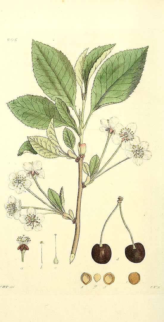 no HD illustration available (3)