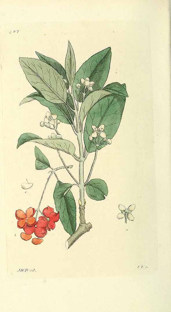 no HD illustration available (3)