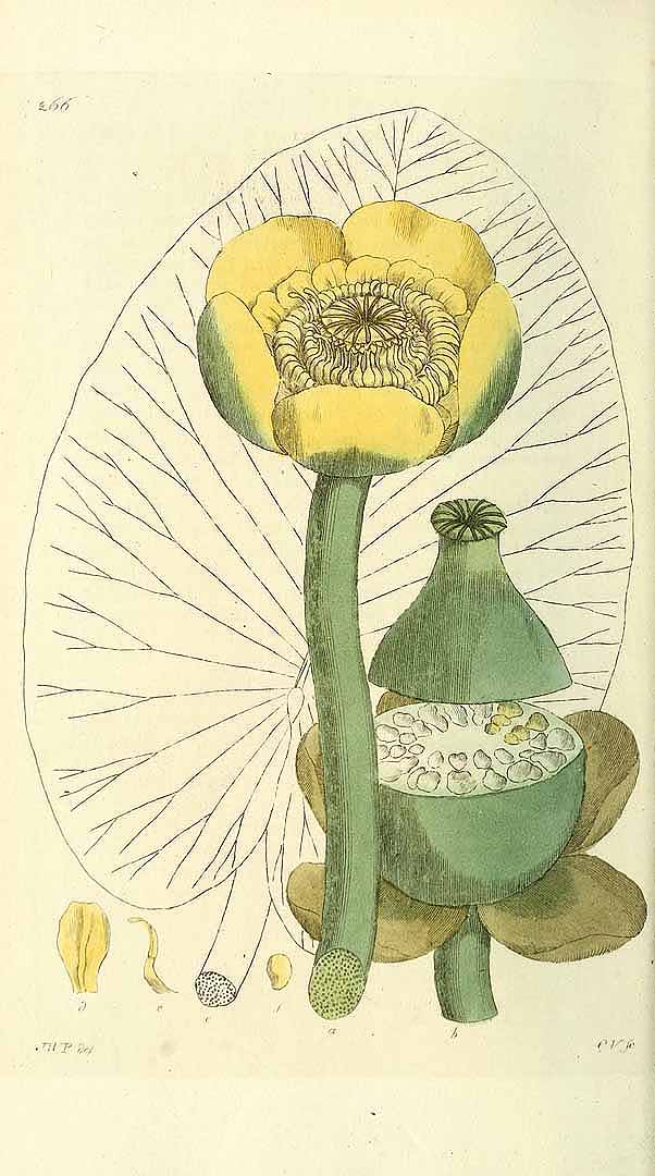 no HD illustration available (3)