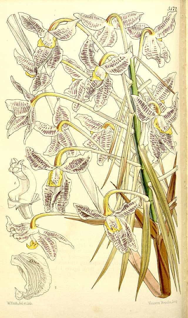 no HD illustration available (3)