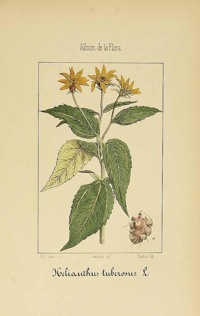 no HD illustration available (3)