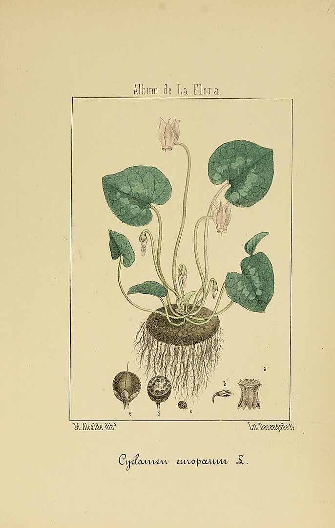 no HD illustration available (3)