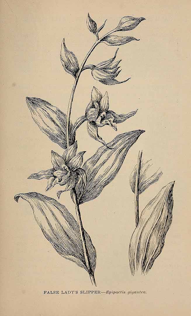 no HD illustration available (3)