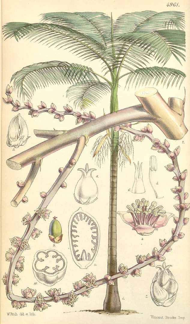 no HD illustration available (3)