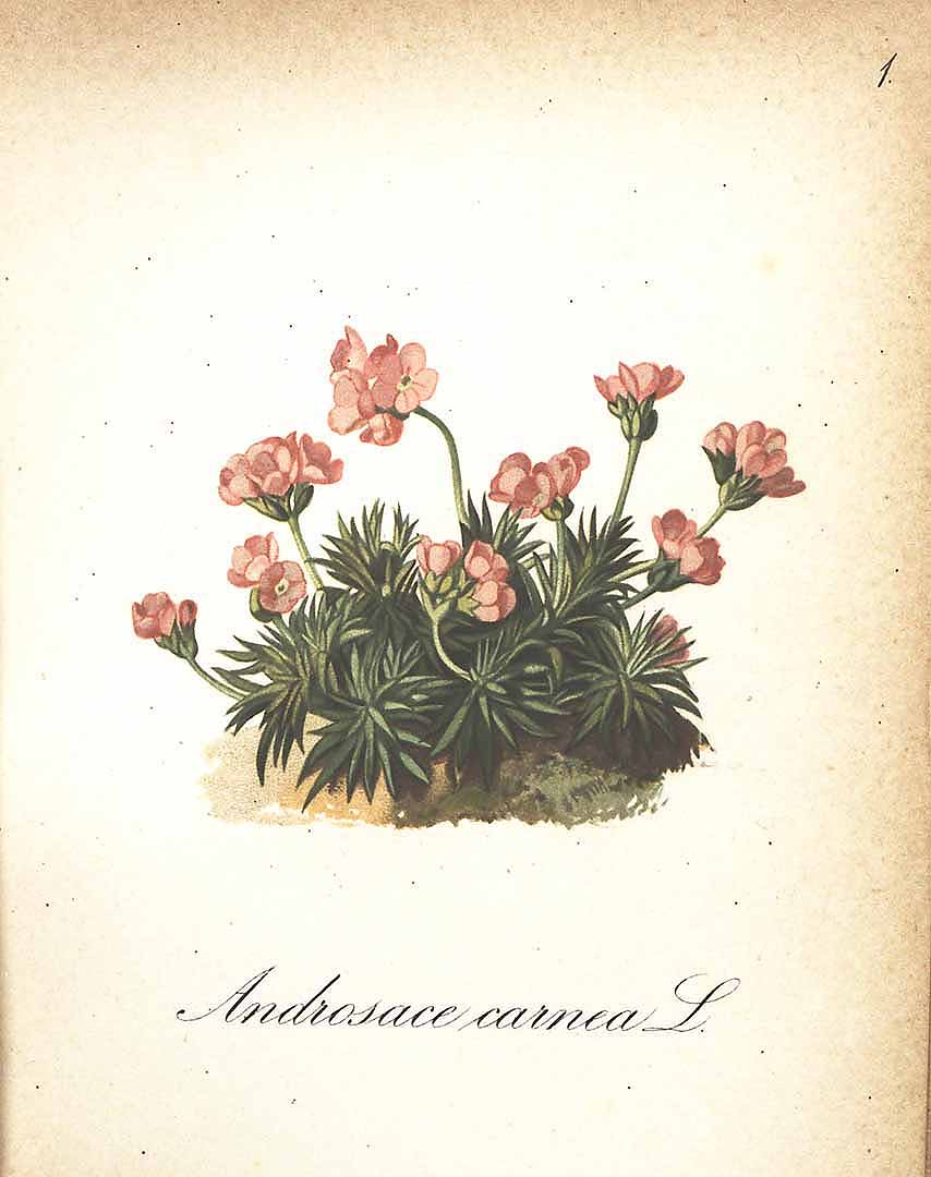 no HD illustration available (3)