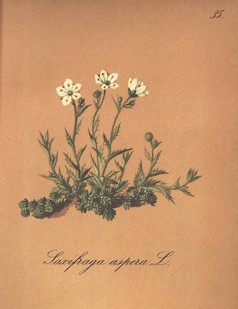 no HD illustration available (3)