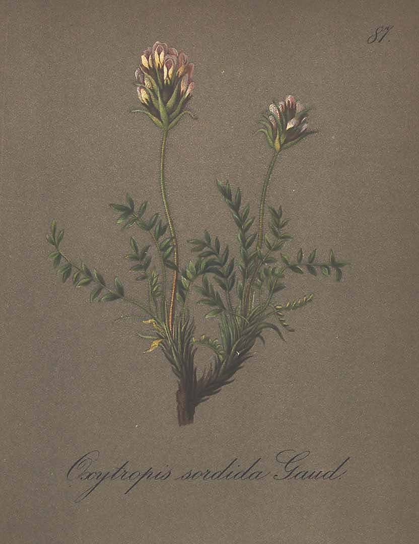 no HD illustration available (3)