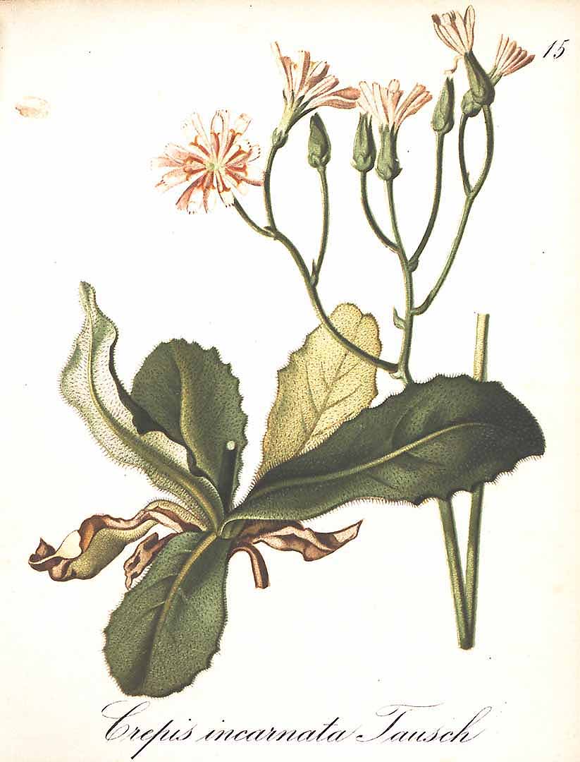 no HD illustration available (3)