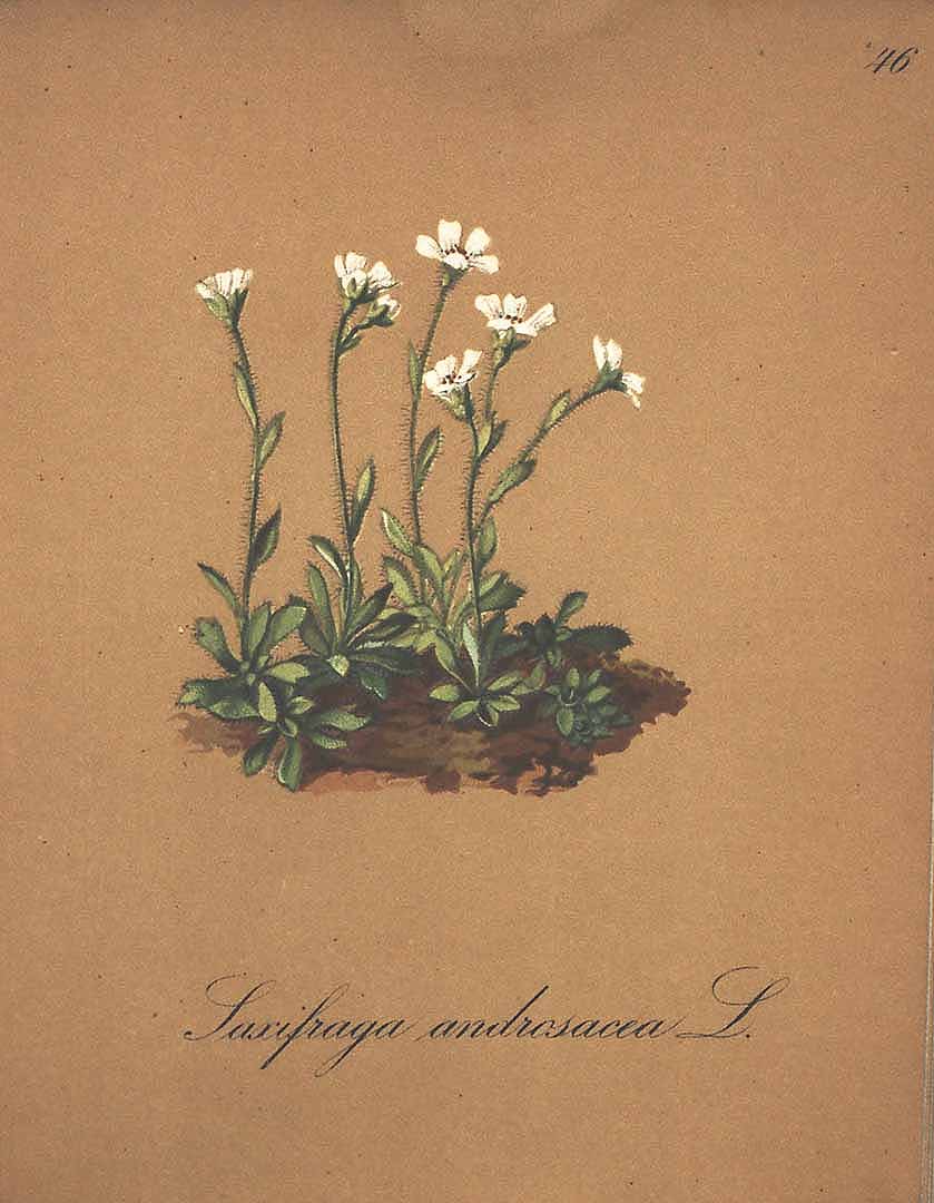 no HD illustration available (3)