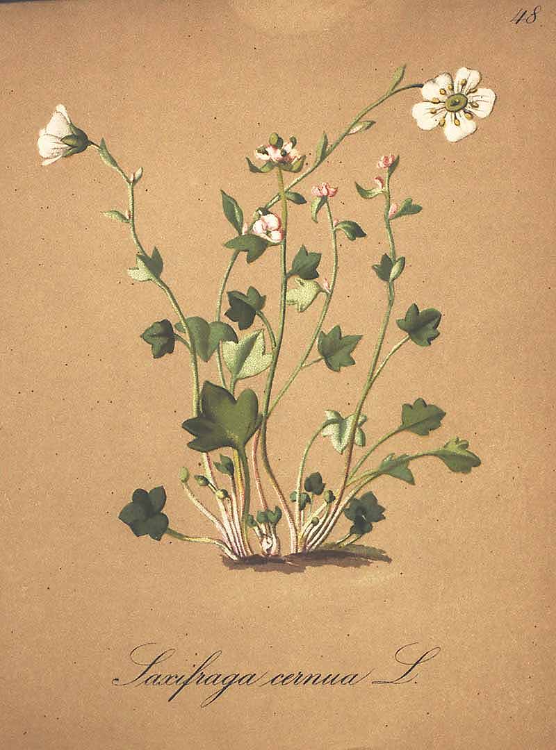 no HD illustration available (3)