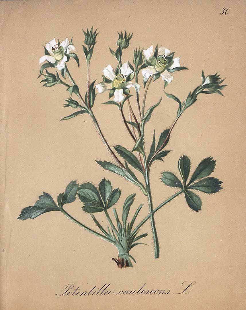 no HD illustration available (3)