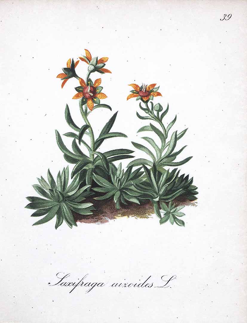 no HD illustration available (3)