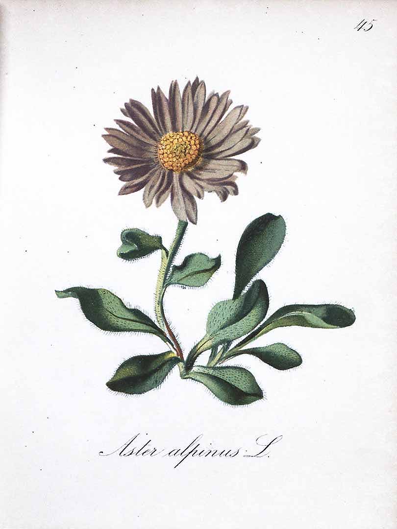 no HD illustration available (3)