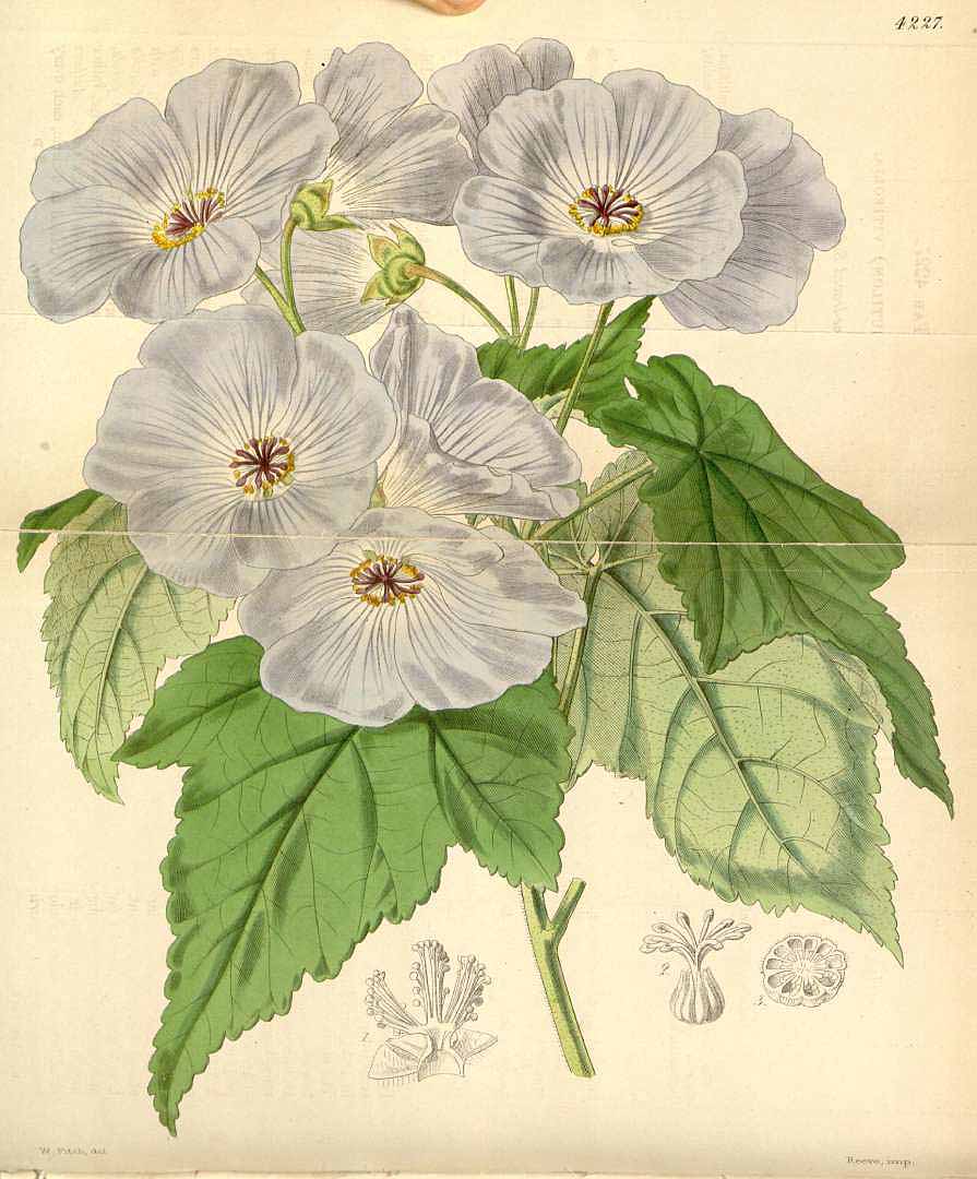 no HD illustration available (3)