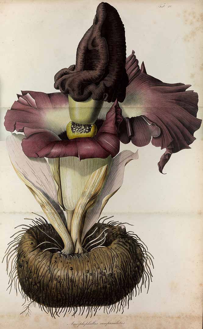 no HD illustration available (3)