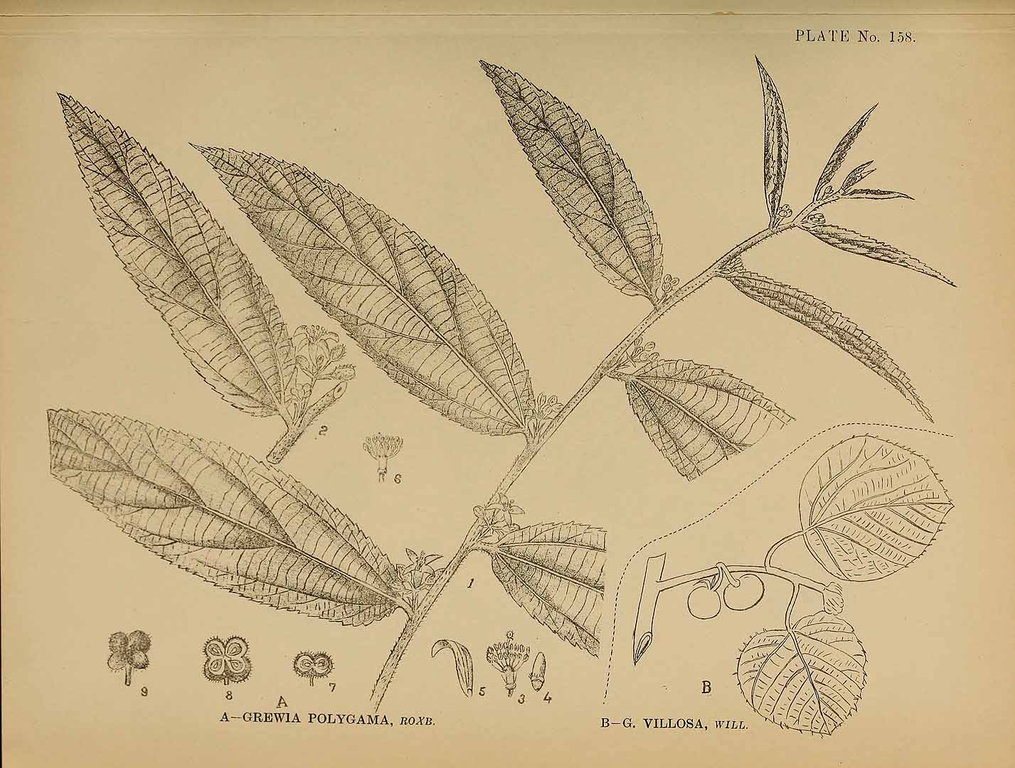 no HD illustration available (3)