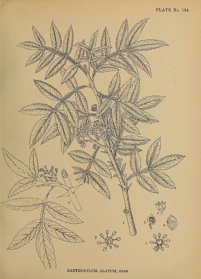 no HD illustration available (3)