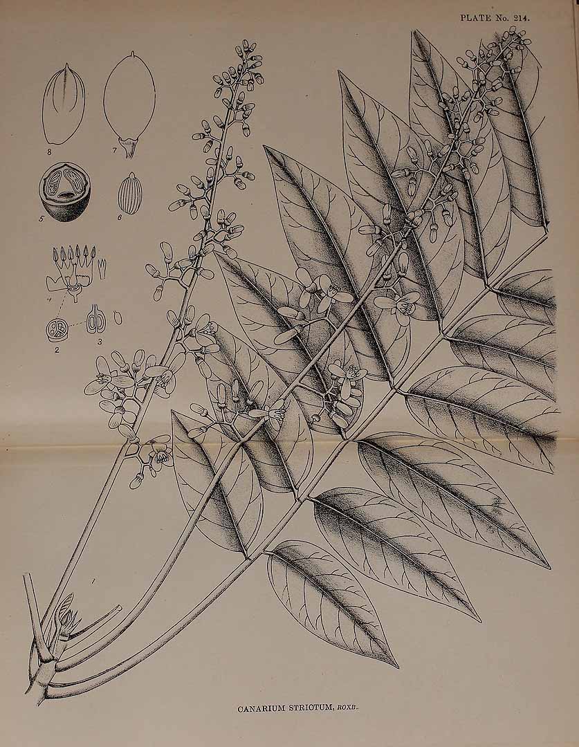 no HD illustration available (3)