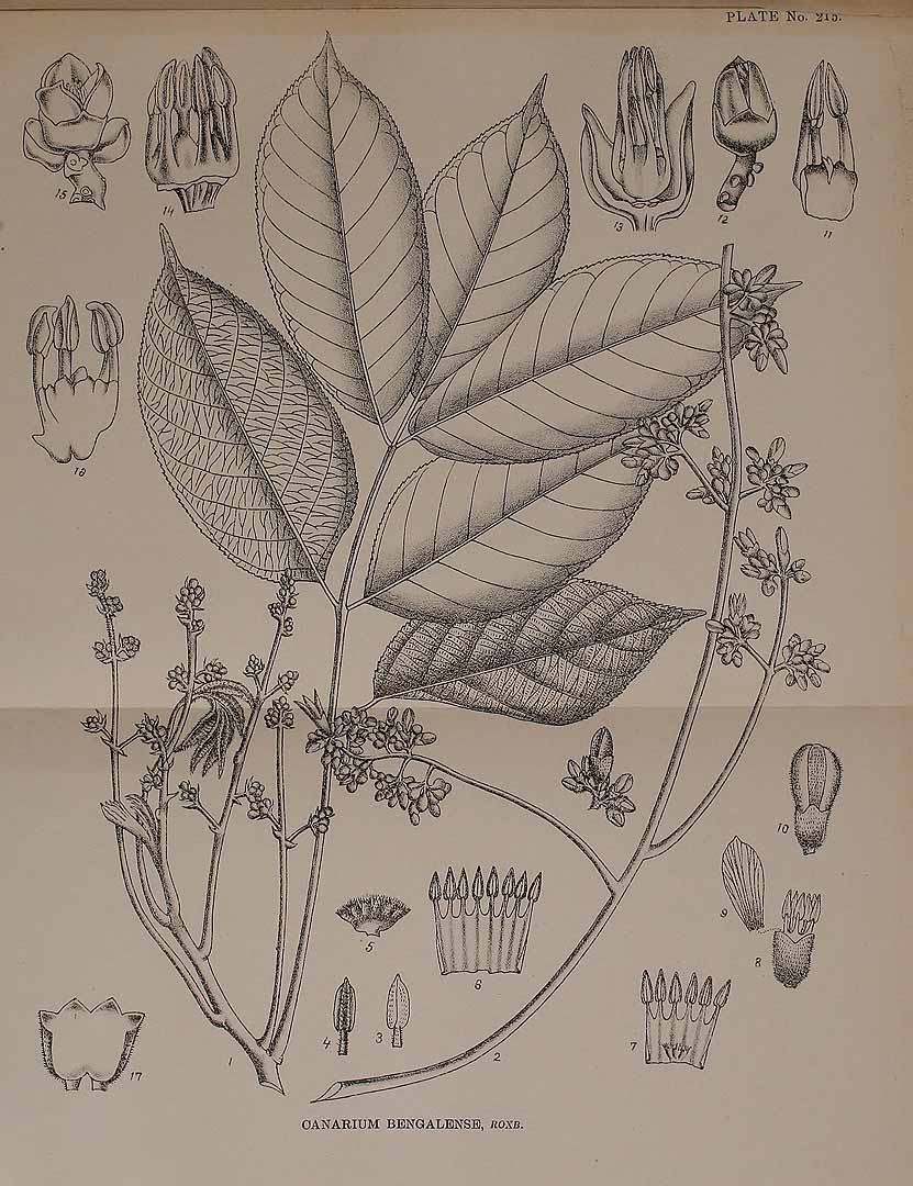 no HD illustration available (3)