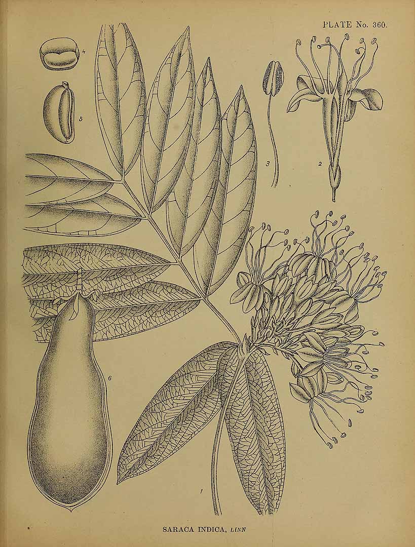 no HD illustration available (3)