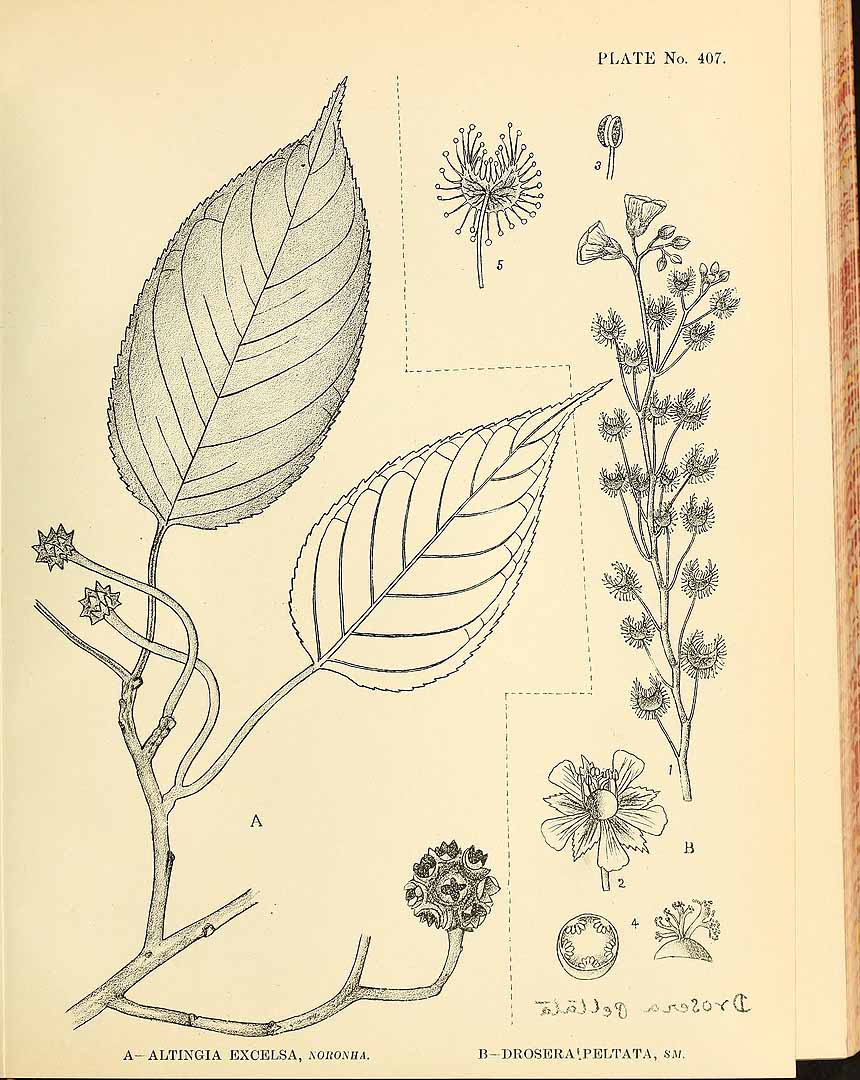 no HD illustration available (3)